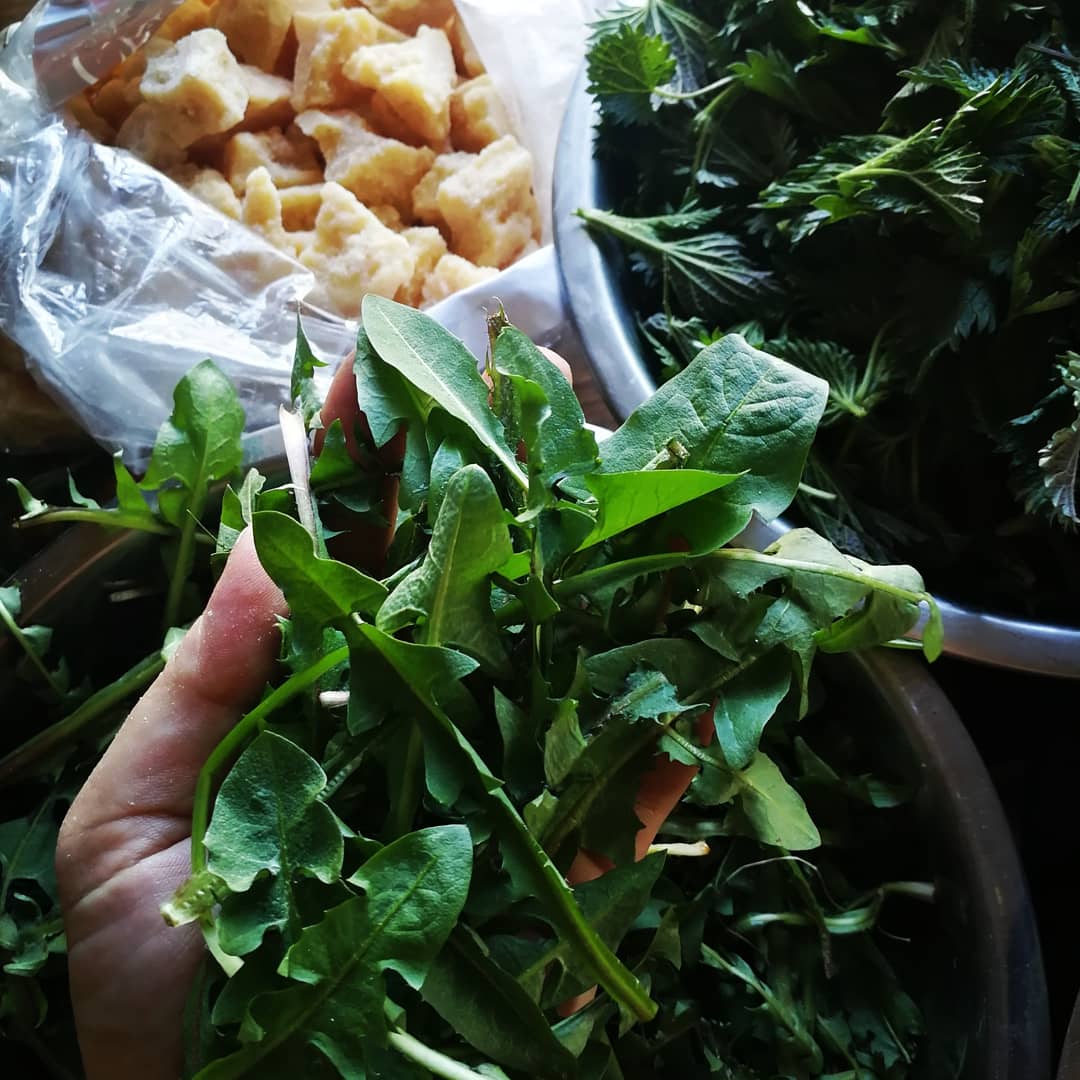 Nettle and Milk Pesto with hemp seeds