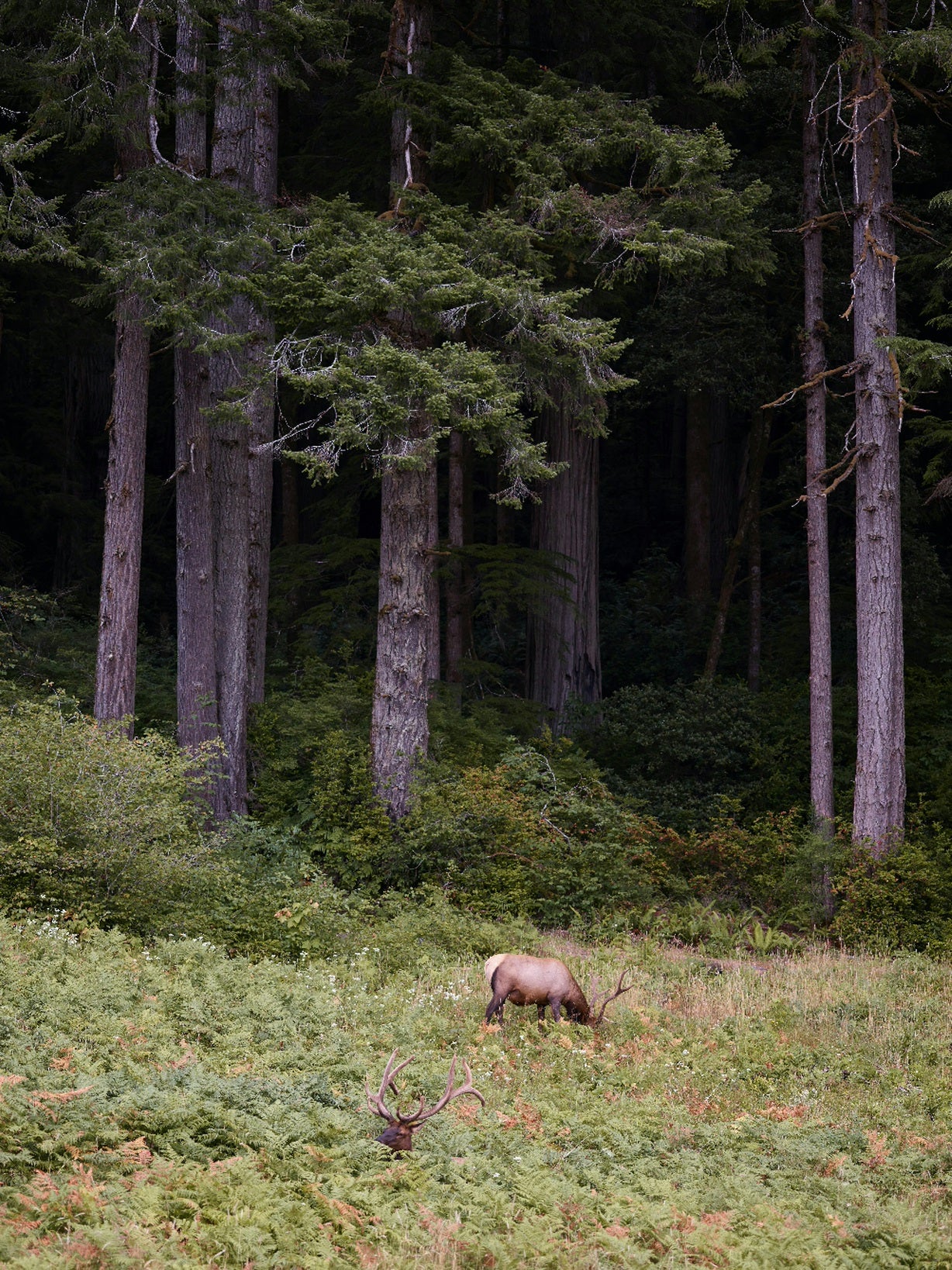 Žygis Gyvūnų Takais DOVANŲ KUPONAS